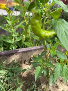 223407658_866363004317180_4653905068982607191_n